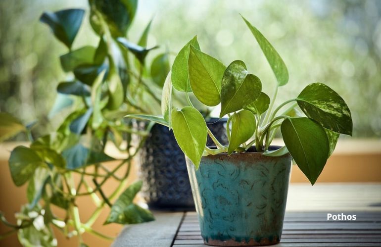 plantes fraiches 8