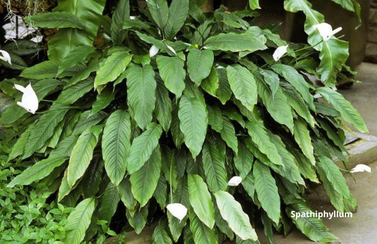 plantes fraiches 9
