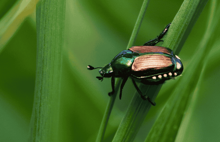 convegno popillia japonica