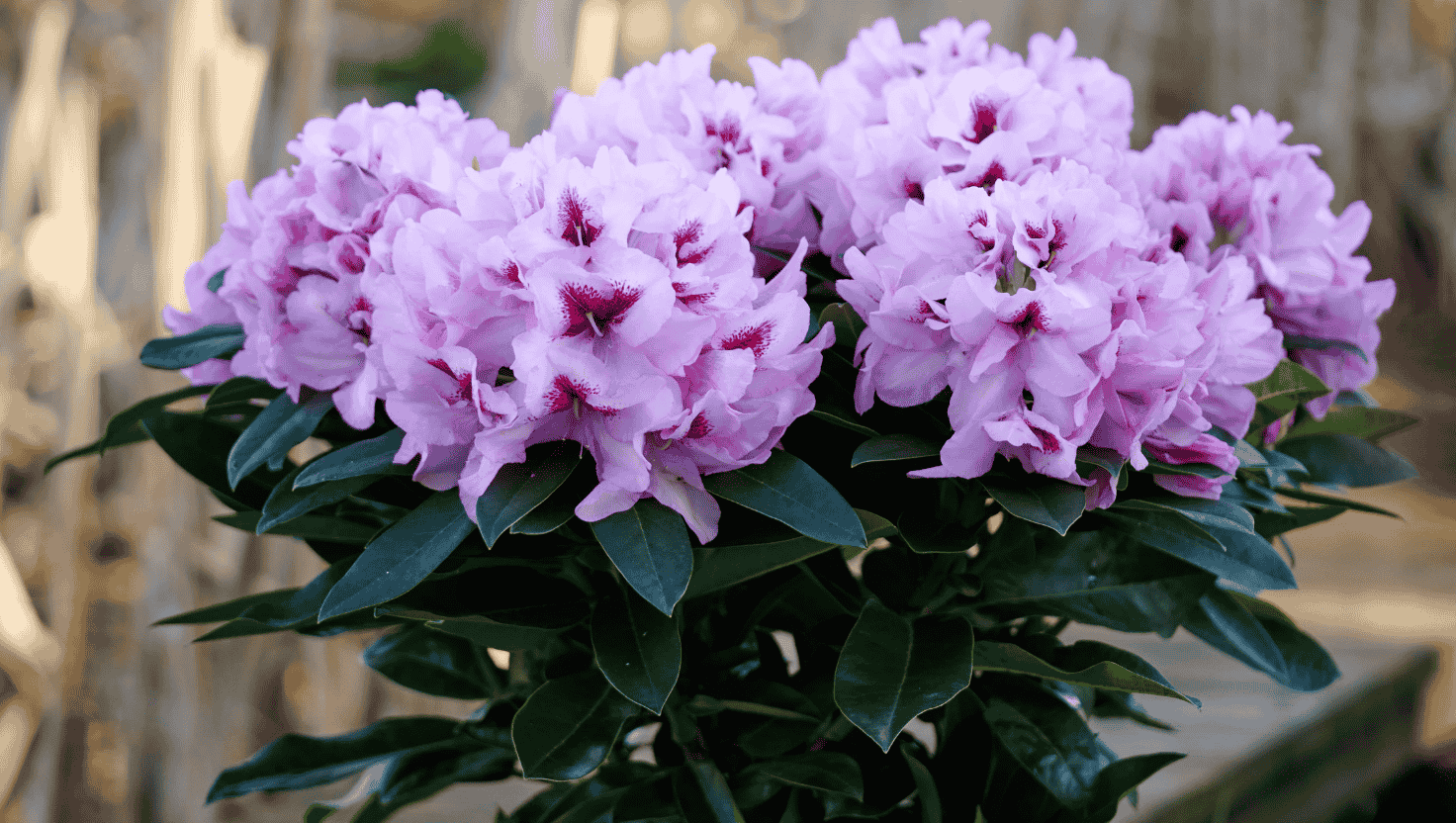 rododendrum