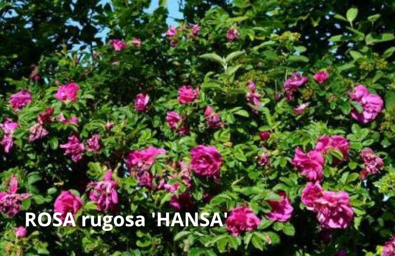 rosa