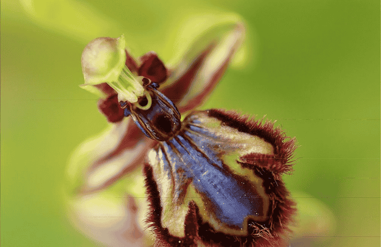 speculum orchidea