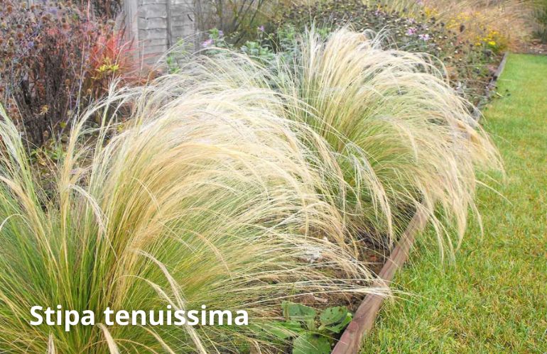 stipa