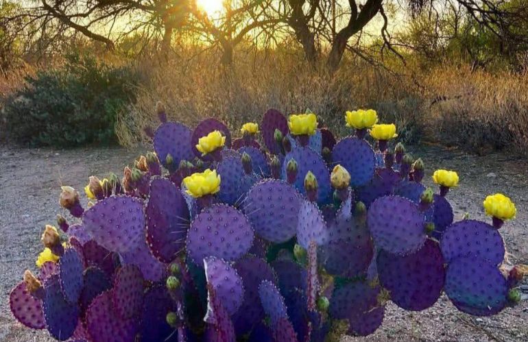 opuntia santa rita