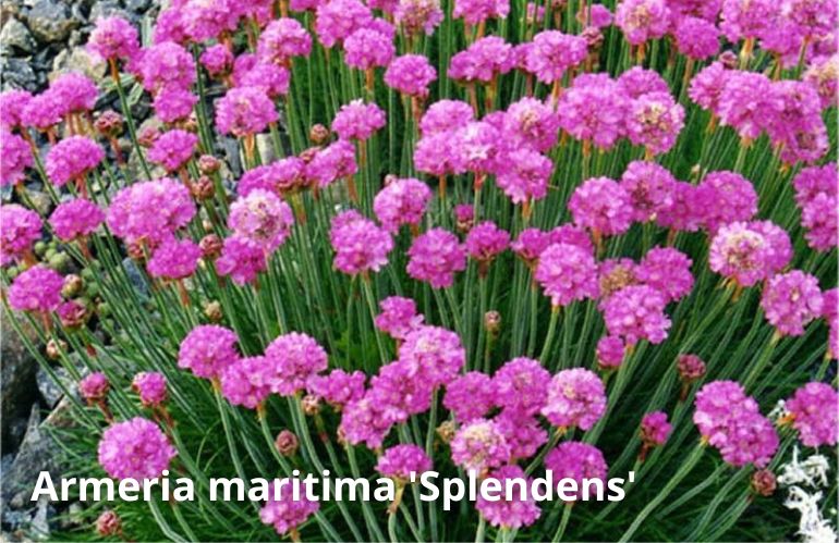 armeria