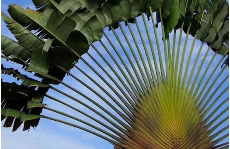 albero del viaggiarore: Ravenala madagascariensis