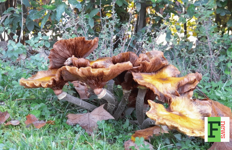 Armillaria e Cancro Carbonioso 2