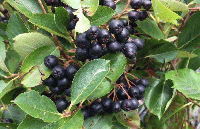 Aronia melanocarpa