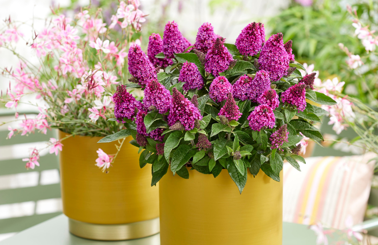 Best Novelty Buddleja davidii Botex 009 Little Rockstars Red selezione Florensis