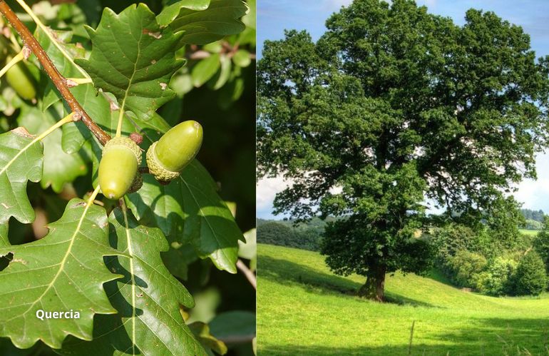 Foglie di acero, pianta adattabile che fissa carbonio e produce biomassa