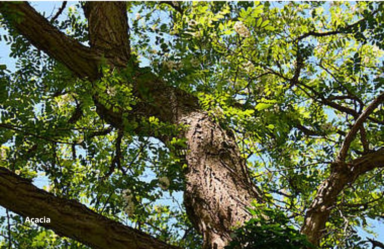 Quercia italiana, albero longevo che contribuisce alla stabilità del suolo