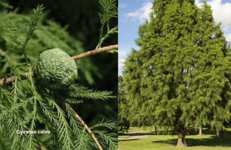 Acacia con radici profonde, utile per rinaturalizzare aree aride e degradate