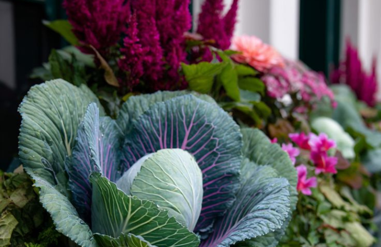 cavolo in composizione