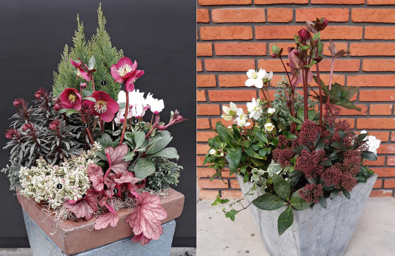 Composizione floreale con helleborus e conifere in vaso decorato