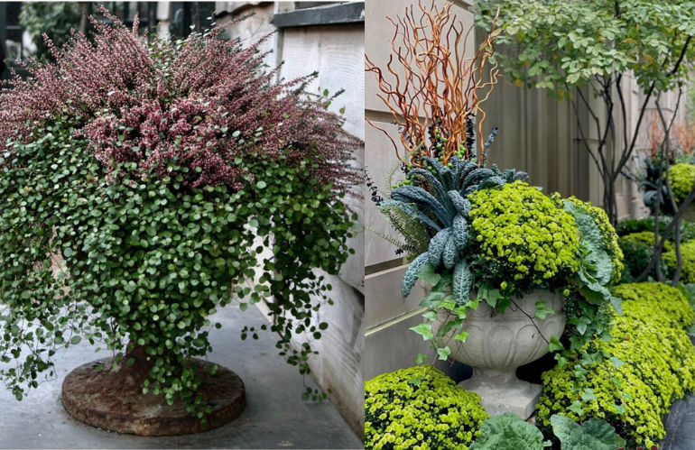 Cassone invernale con cavoli ornamentali e bacche rosse