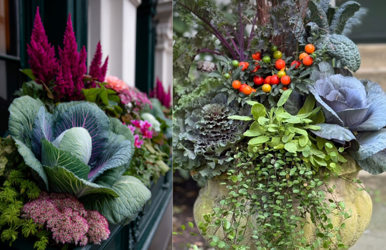 Vasi decorativi natalizi con cavoli viola e piante ricadenti