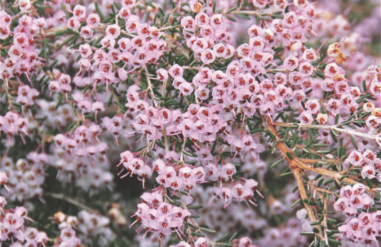 Erica caniculata