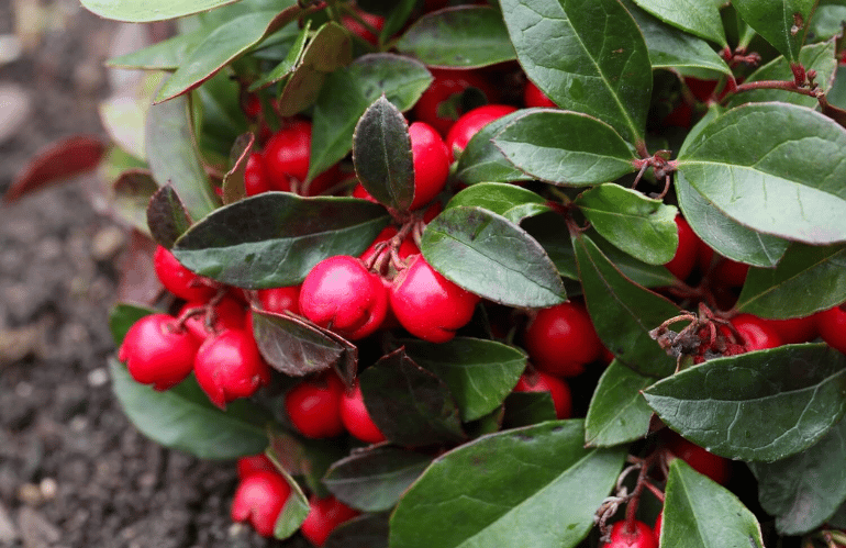 Gaultheria
