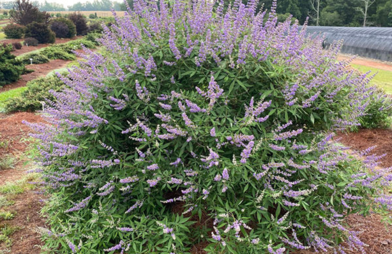 Visitors Favourite Vitex agnus castus Queen Bee presentato da Bailey Nurseries