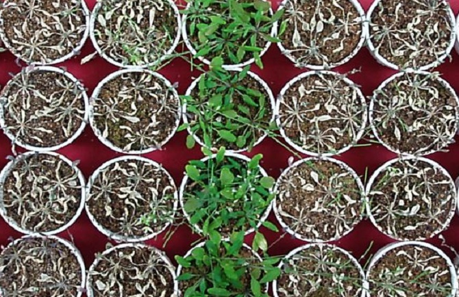 aceto, piante, floraviva, siccità