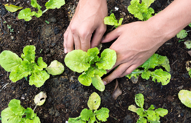 Agricoltura biologica banca delle terre agricole