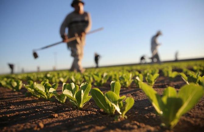 agricoltura italiana