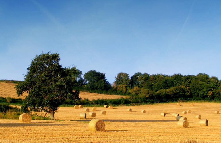 Agricoltura Toscana: economie per 15 milioni finanziano bandi rimasti fuori