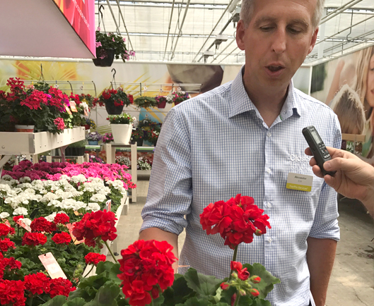 floraviva, flower trials, syngenta