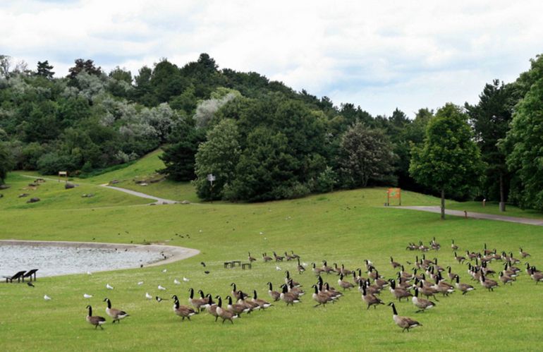 Paesaggio aperto del parco Georges-Valbon a La Courneuve, progettato da Allain Provost, con lago, prati ondulati e stormi di oche