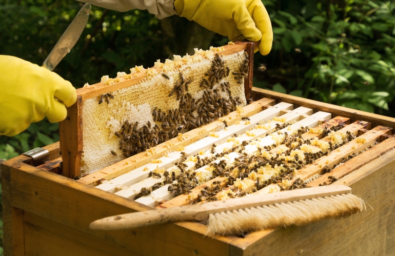 Apicoltura a rischio estinzione: dumping, adulterazione, specie aliene e crisi climatica