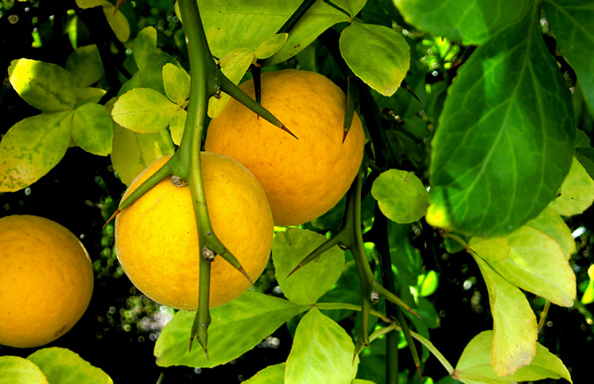 arancio trifogliato