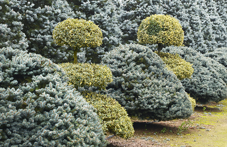 Il vivaio di Cesare Barni, una selezione di piante per grandi giardini