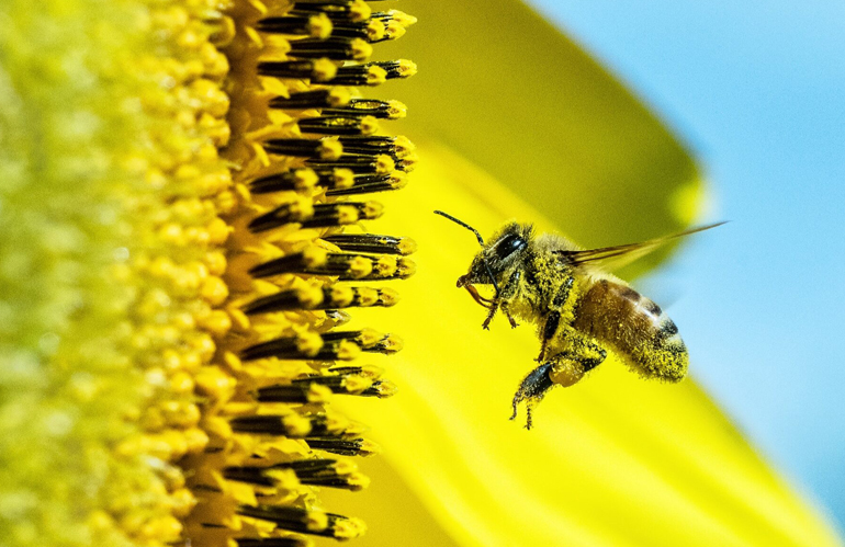 Biocontrollo: Copa-Cogeca e IBMA chiedono accelerazione