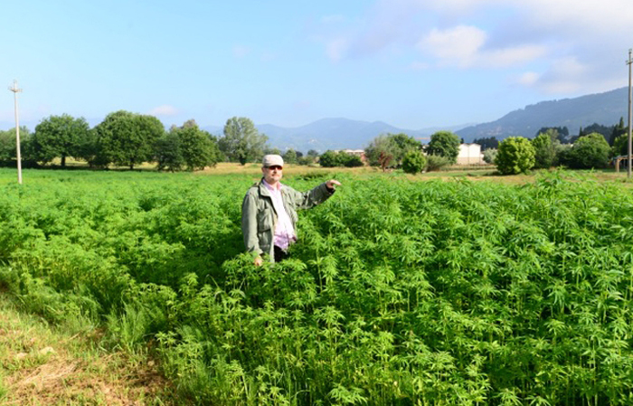 Decreto ministeriale su CBD: Cia-Agricoltori Italiani chiede confronto