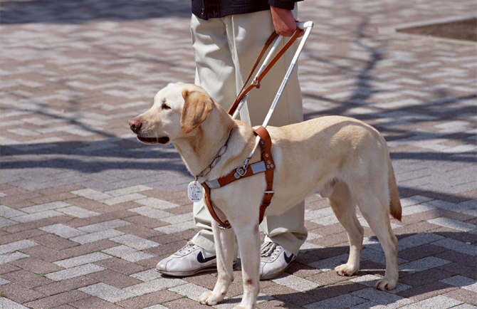 cane guida