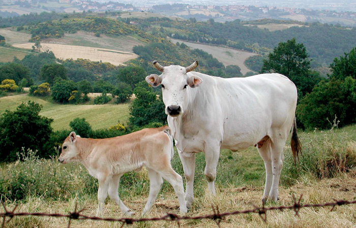 Chianina falsa