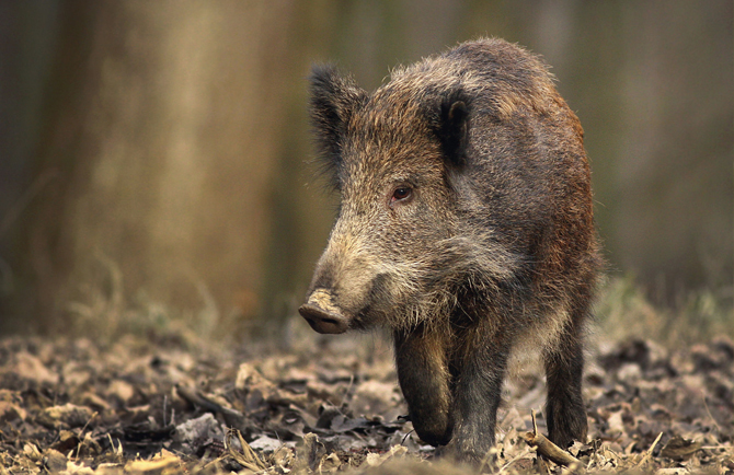 cinghiale