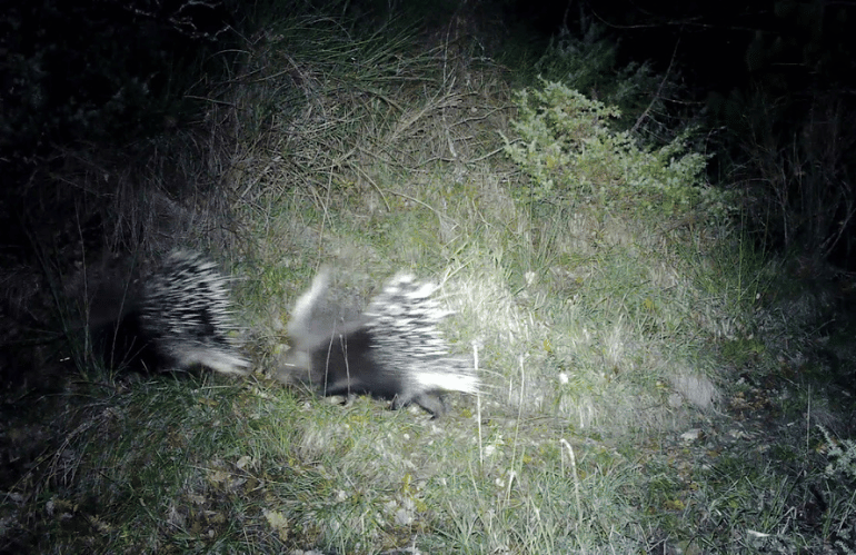 istrice di notte