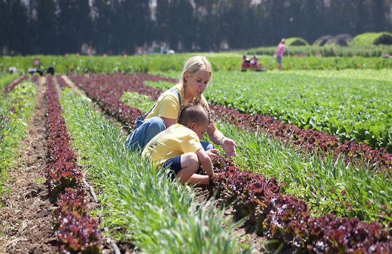 Il fenomeno U-Pick: la raccolta self-service nelle aziende agricole