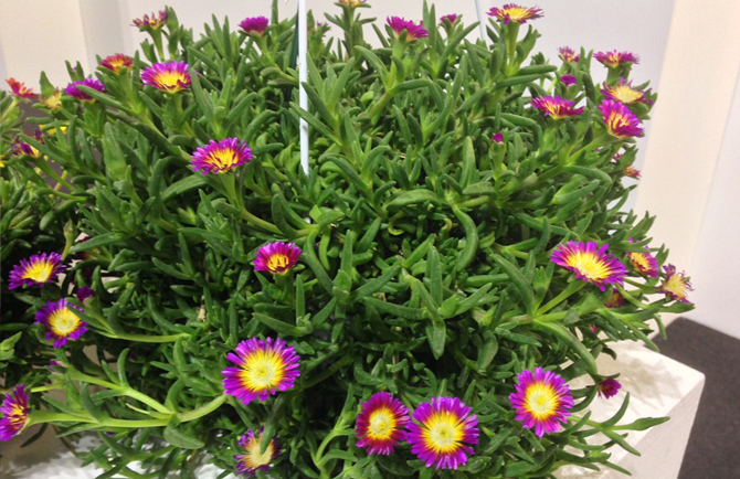 delosperma myplant & garden