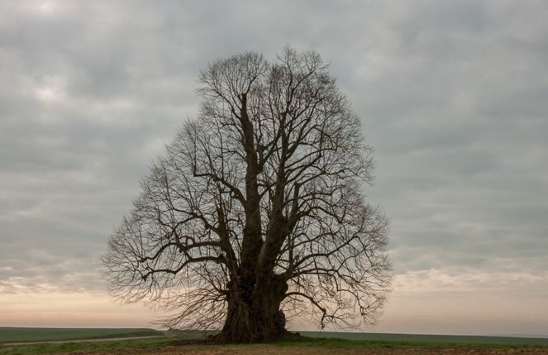 Grande albero secolare in un campo aperto sotto un cielo nuvoloso