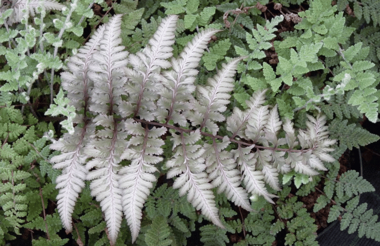 Felce selaginella metallicum
