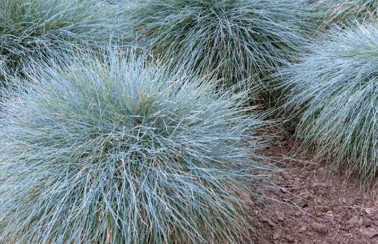 Festuca glauca