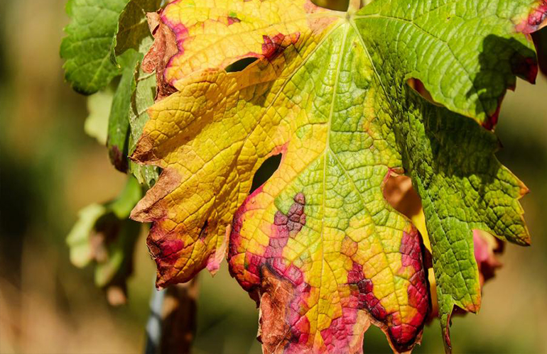 Flavescenza dorata e vettori coinvolti: incontro di aggiornamento