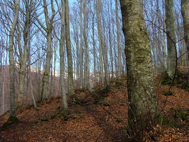 Distretto forestale di Pistoia