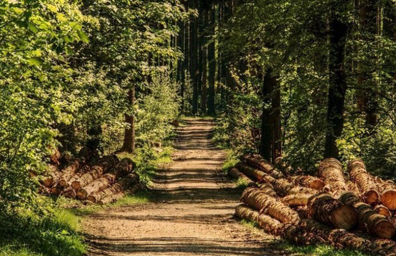 Lavori forestali con meno burocrazia: cancellato il vincolo paesaggistico