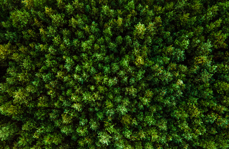 "Un Bosco dalla Cenere": riforestazione e biodiversità grazie a Banca Etica e Comunità Locale
