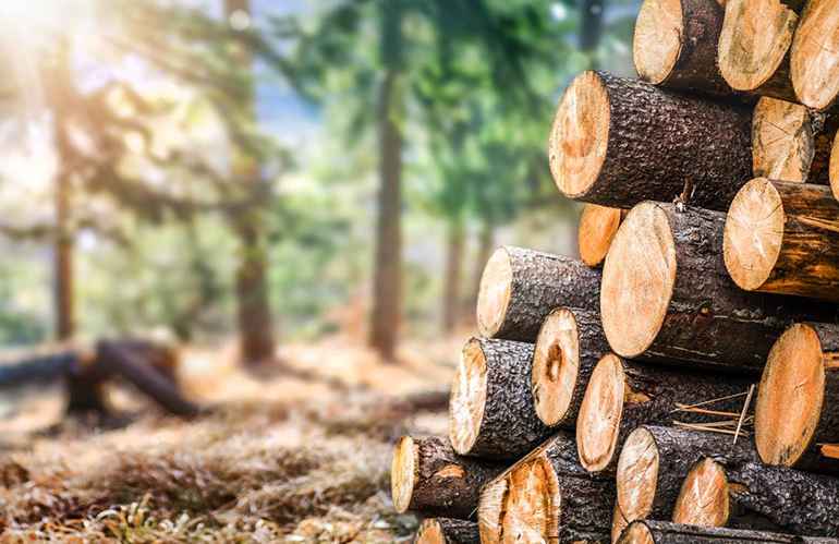 Confagricoltura Toscana accoglie positivamente la semplificazione burocratica per il settore forestale