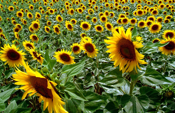 campo di girasoli