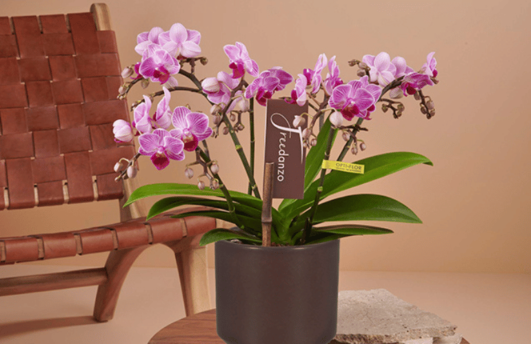 Orchidea Phalaenopsis opti-flor